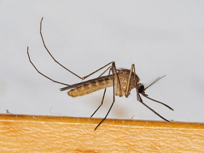 How Big Can Mosquitoes Get?