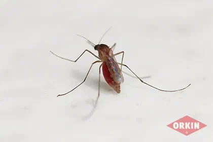 Can Mosquitoes See?