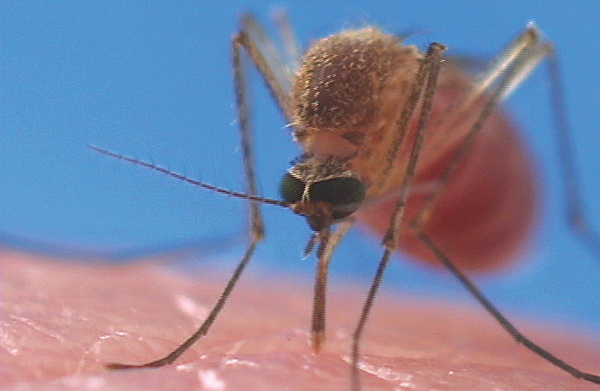 How is Malaria Spread by Mosquitoes?