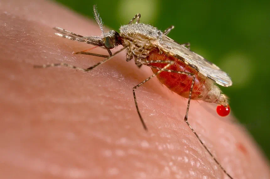 How is Malaria Spread by Mosquitoes?