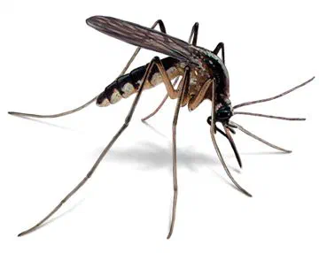 Male vs. Female Mosquitoes