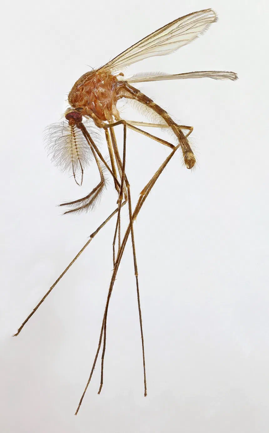 Mosquito Facts