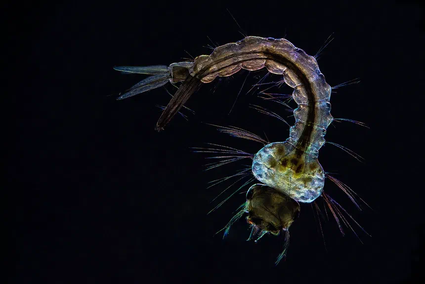 Mosquito Larvae
