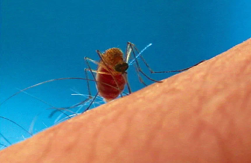Life Cycle of a Mosquito
