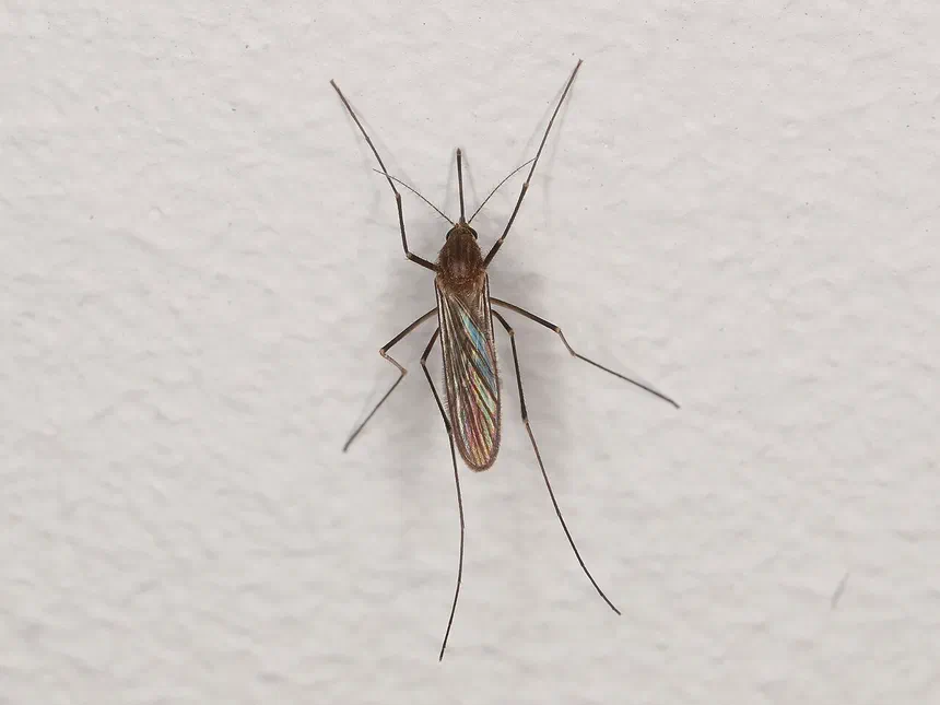 Life Cycle of a Mosquito