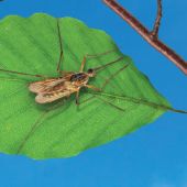 How Do Mosquitoes Make Noise?