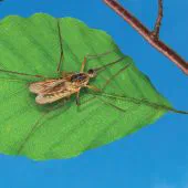 How Do Mosquitoes Make Noise?