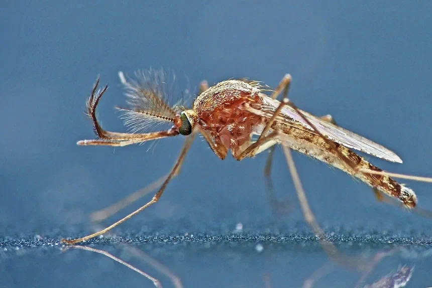 How Does West Nile Virus Affect Mosquitoes?