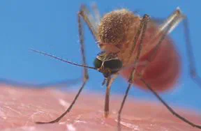 How Does West Nile Virus Affect Mosquitoes?