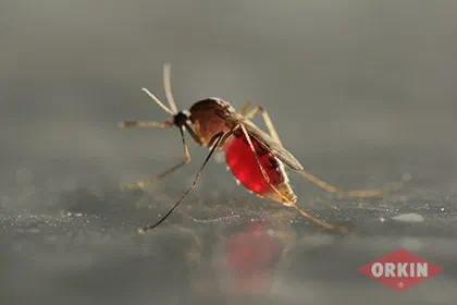 Mosquito Identification and Information