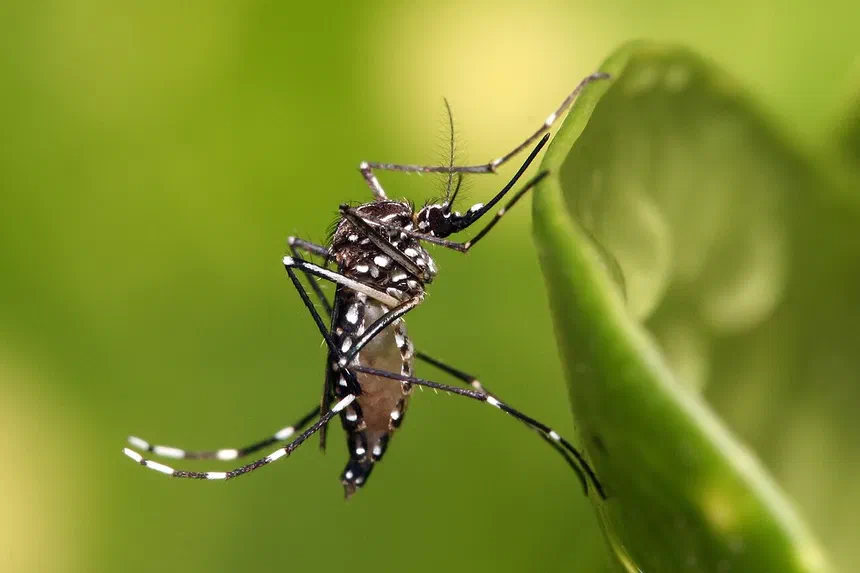 Mosquito Identification and Information