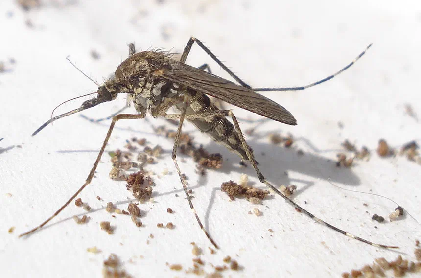 What Animals Eat Mosquitoes or Mosquito Larvae?
