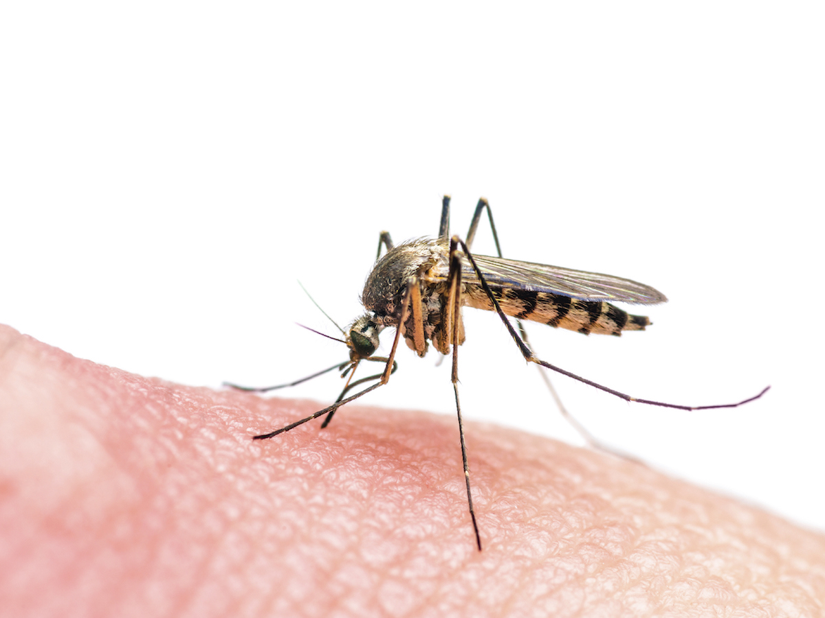 Yellow Fever Mosquitoes Aedes aegypti (Linnaeus)