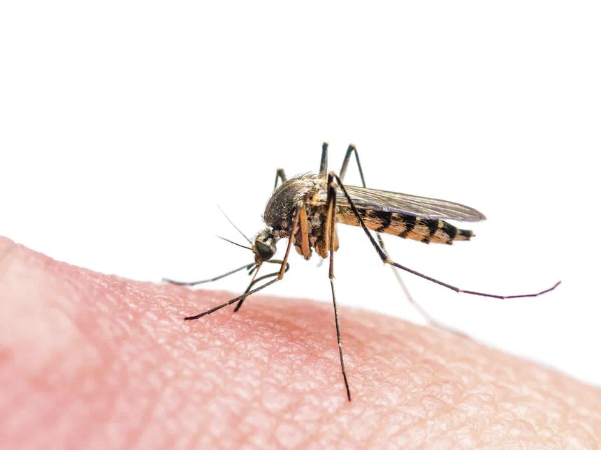 Yellow Fever Mosquitoes Aedes aegypti (Linnaeus)
