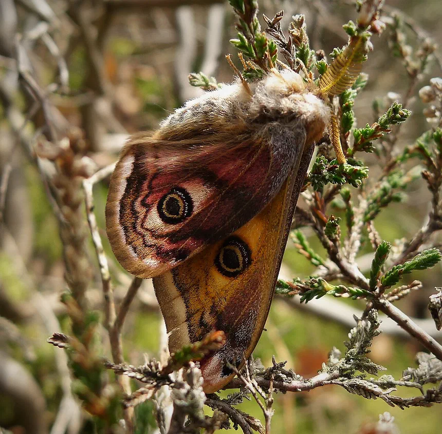 Moth Identification