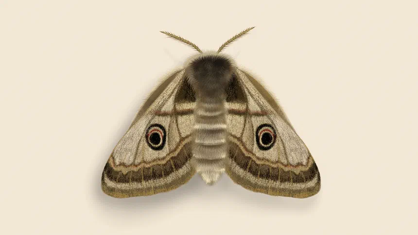 Moth Life Cycle