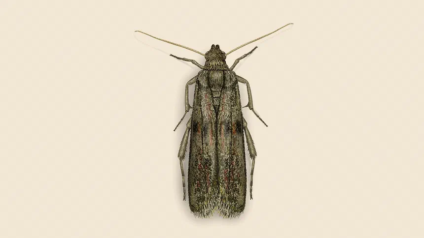 Almond Moth Facts & Information