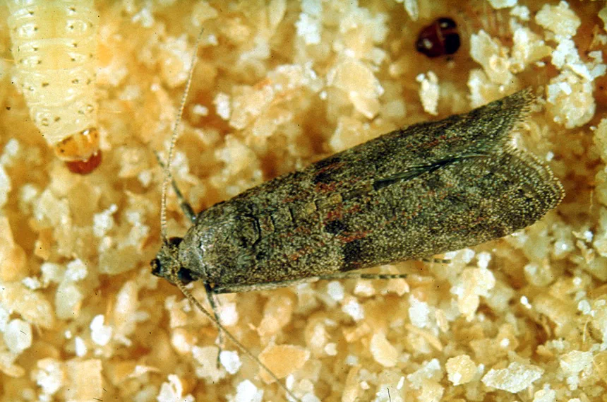 Almond Moth Facts & Information