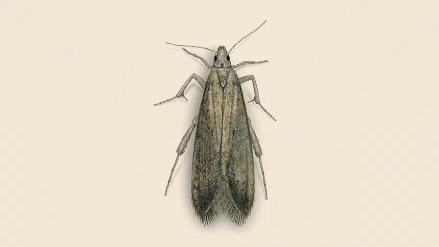 Angoumois Grain Moth Facts & Information