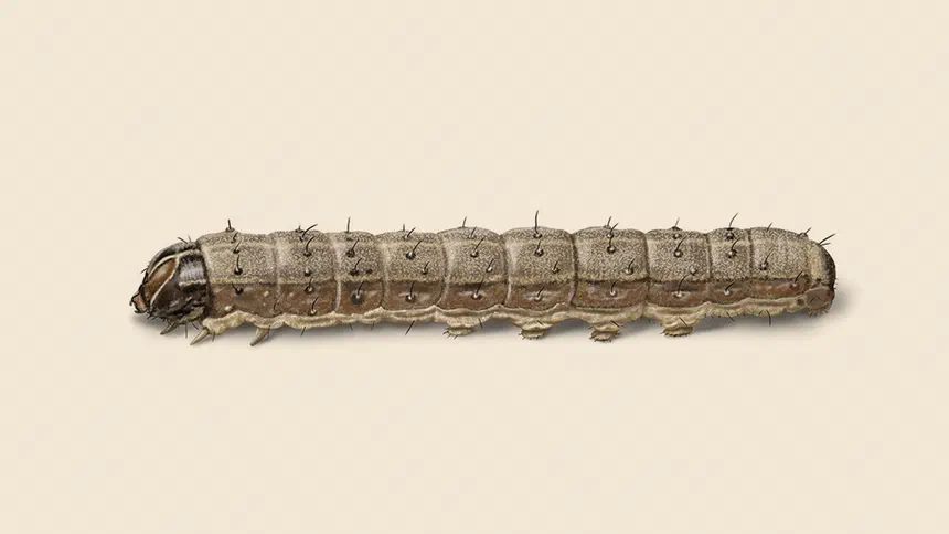 Armyworm Facts & Information
