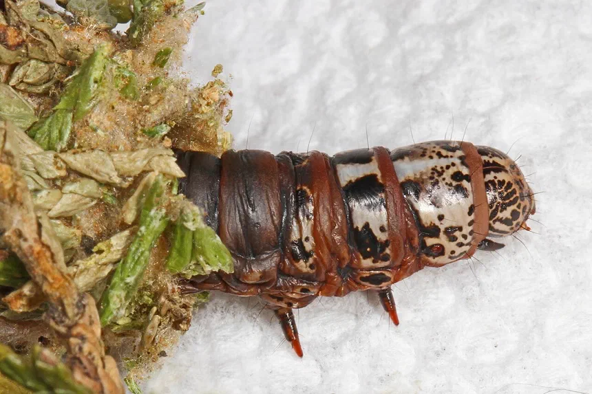 Bagworm Facts & Information