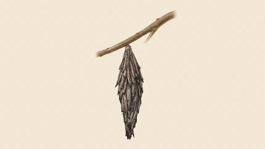 Bagworm Facts & Information