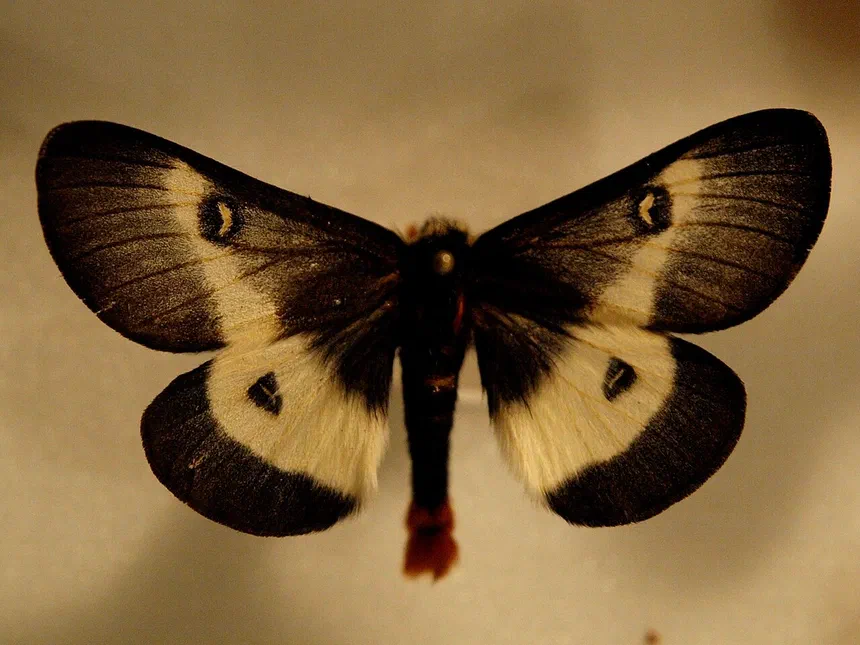 Buck Moth Facts & Information