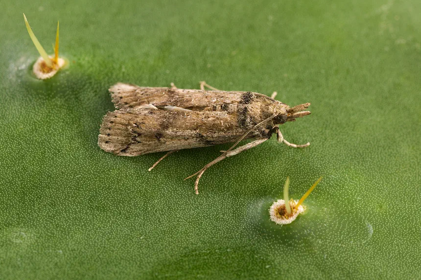 Cactus Moth Facts & Information