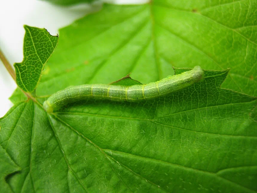Cankerworm Facts & Information
