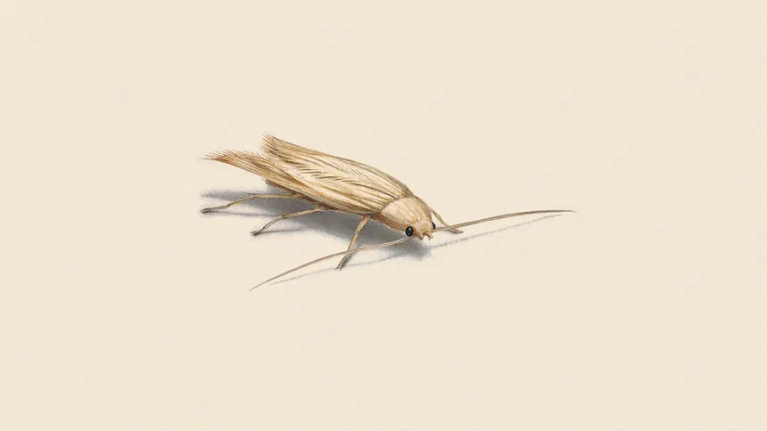 Casemaking Clothes Moth Facts & Information