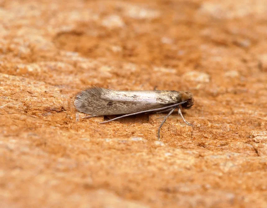 Casemaking Clothes Moth Facts & Information