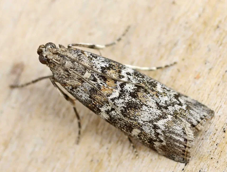 Coneworm Facts & Information