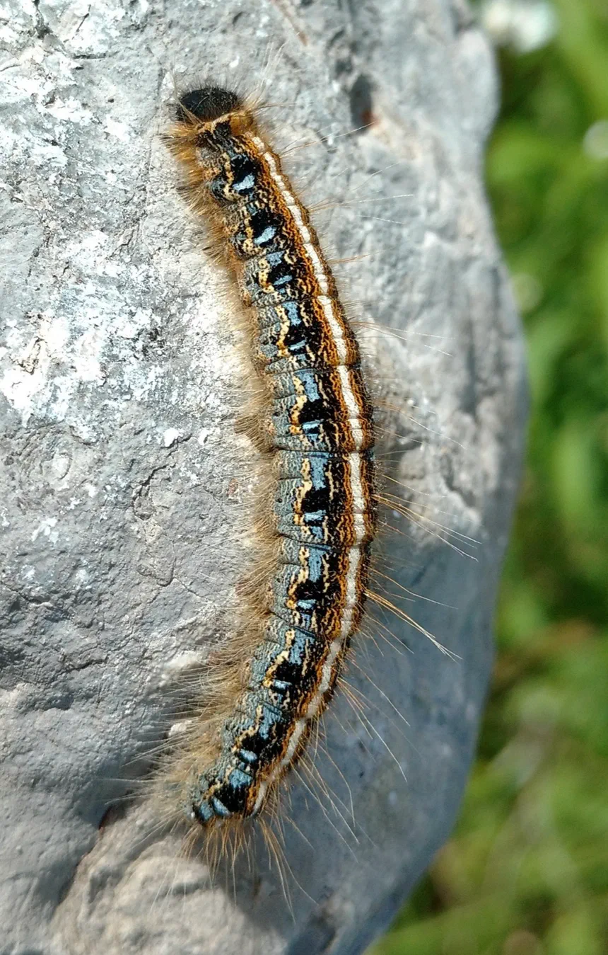 Eastern Tent Caterpillar Facts & Information