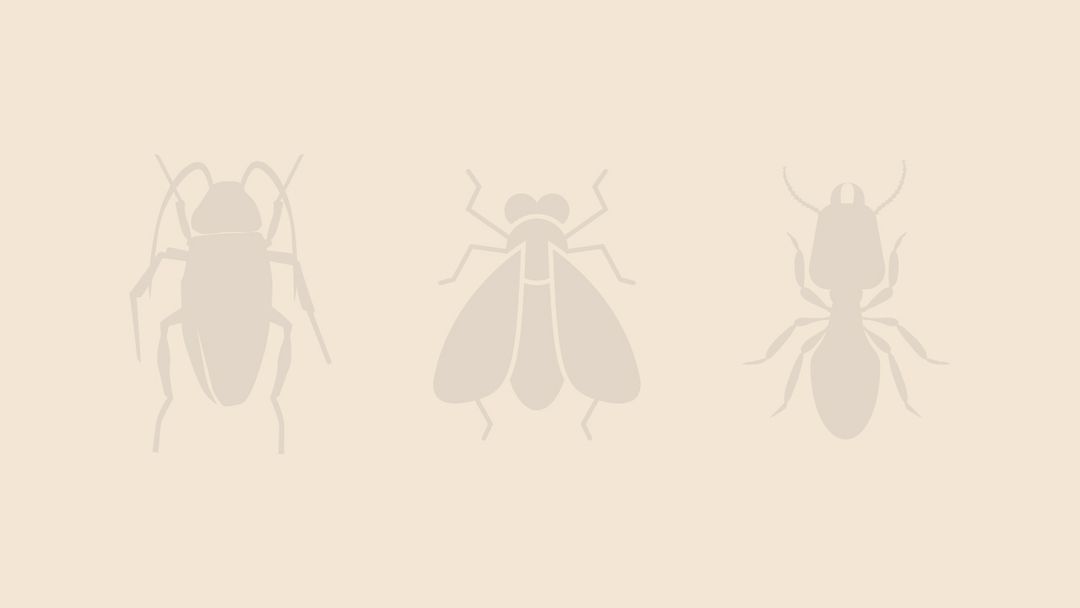 Fall Webworm Facts & Information