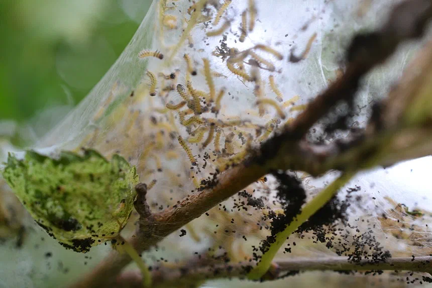 Fall Webworm Facts & Information