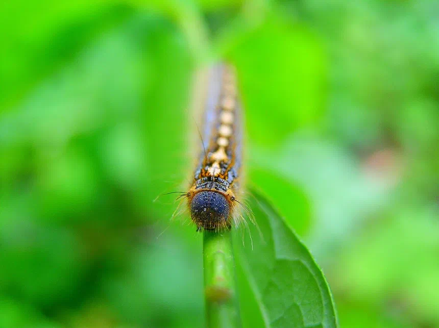 Forest Tent Caterpillar Facts & Information