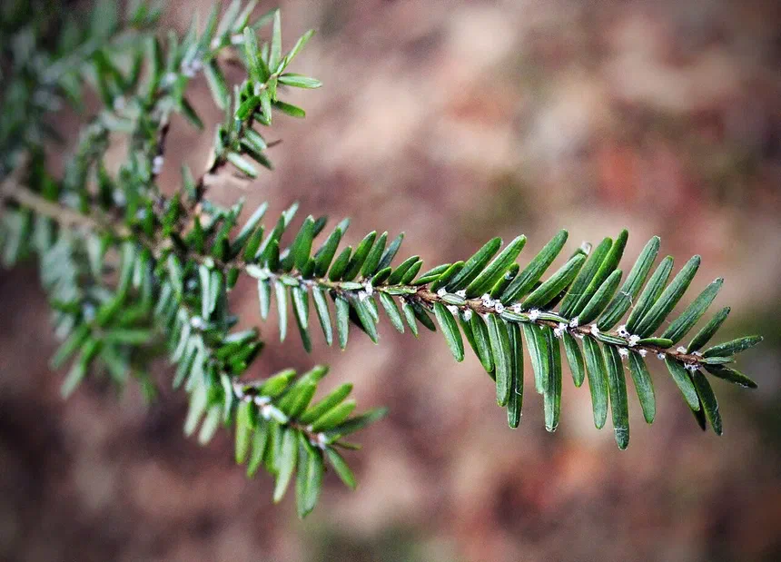 Hemlock Woolly Adelgid Facts & Information