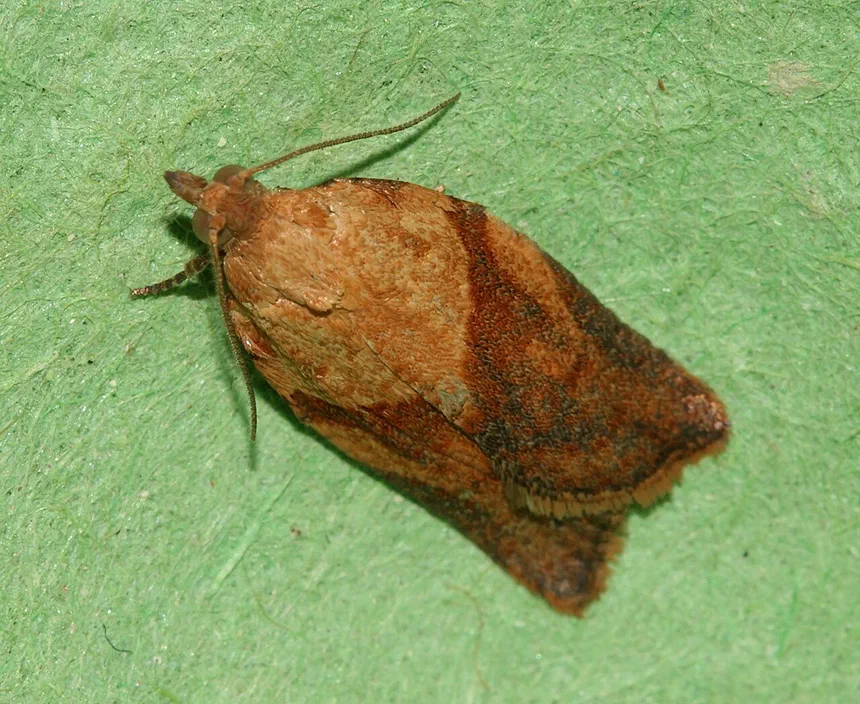 Light Brown Apple Moth Facts & Information