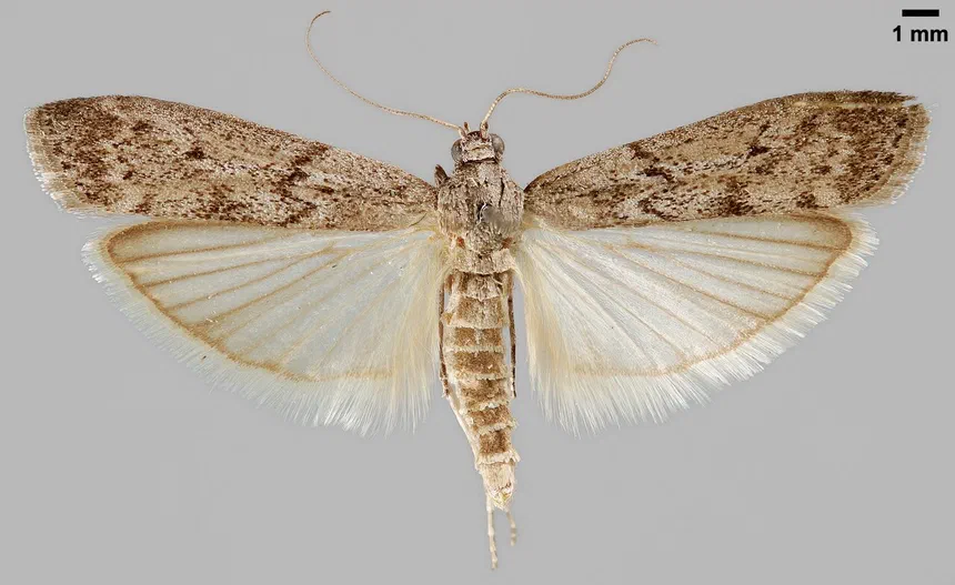 Mediterranean Flour Moth Facts & Information