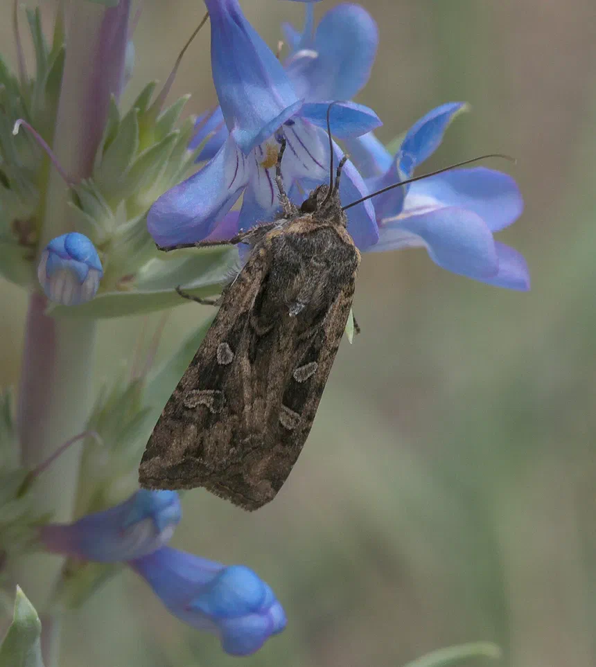 Miller Moth Facts & Information