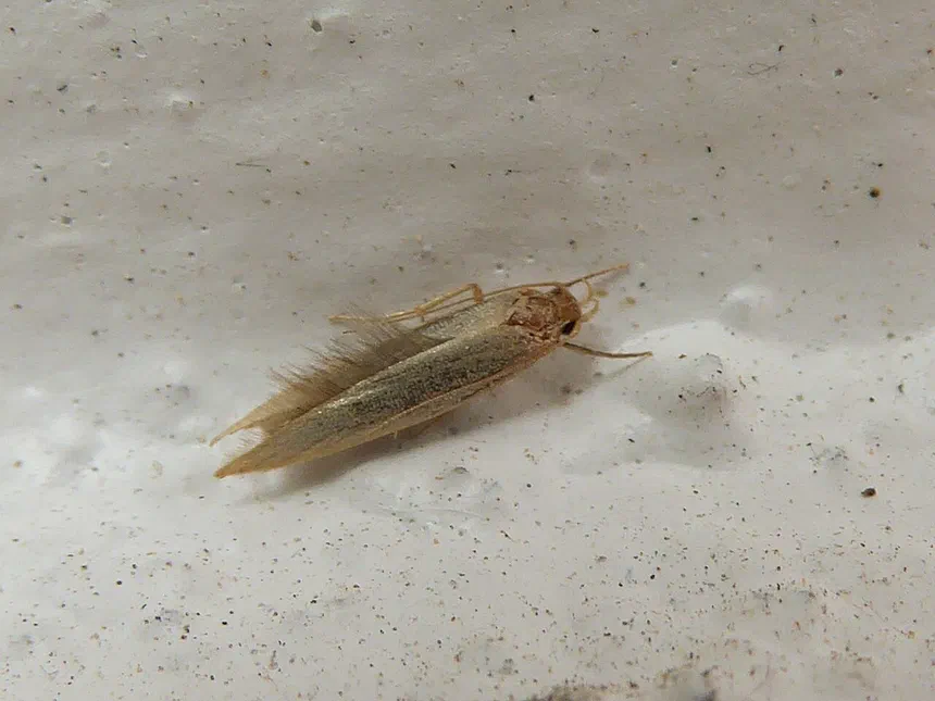 Moth Damage