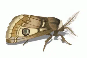 Moth Damage