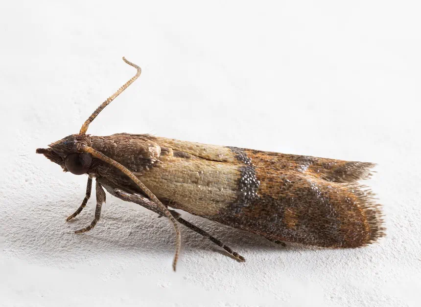 Where Do Moths Come From?