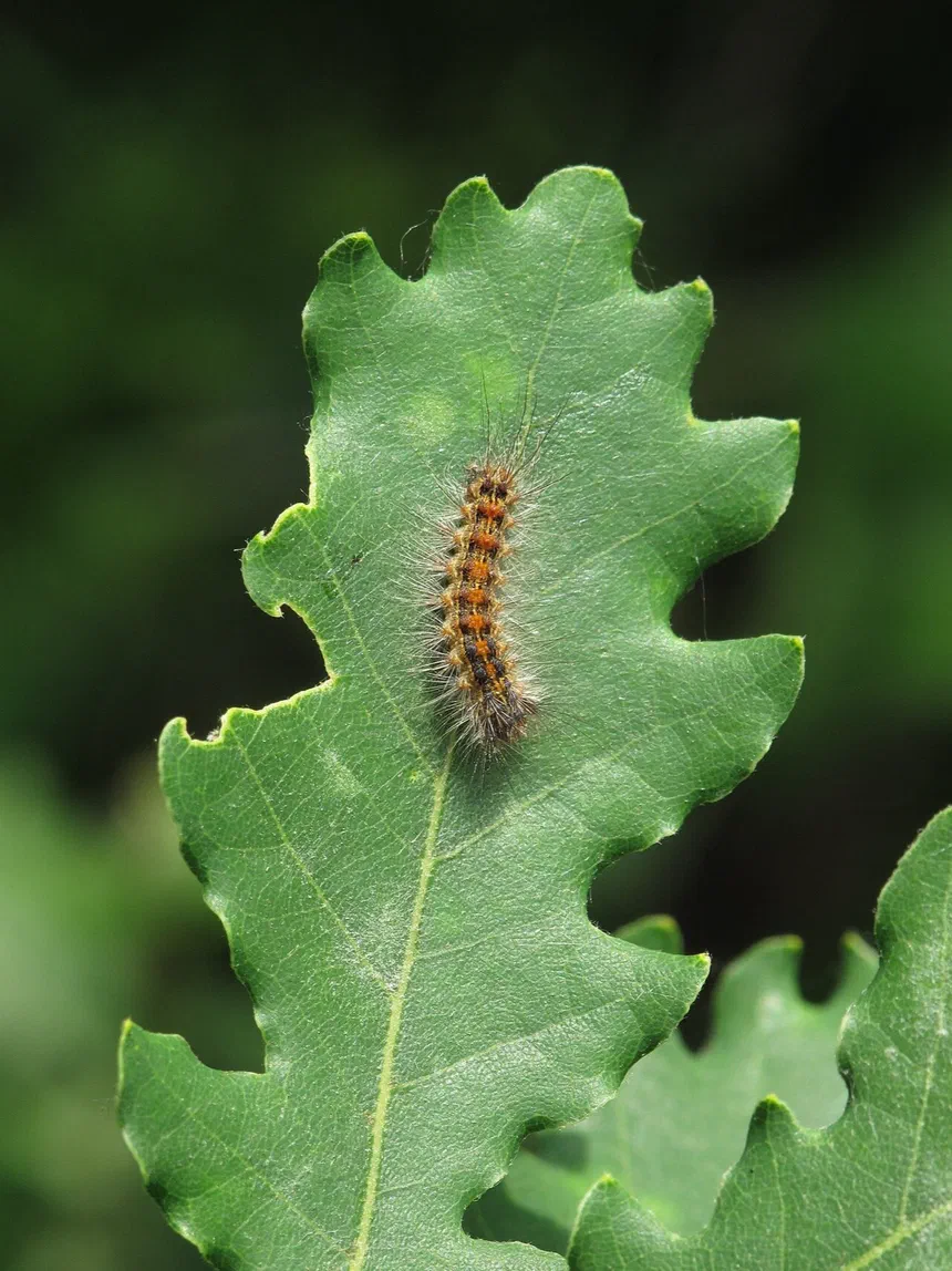 Moth Larvae