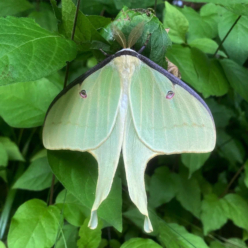 Moth Vs. Butterfly