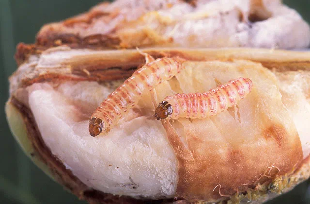 Pink Bollworm Facts & Information