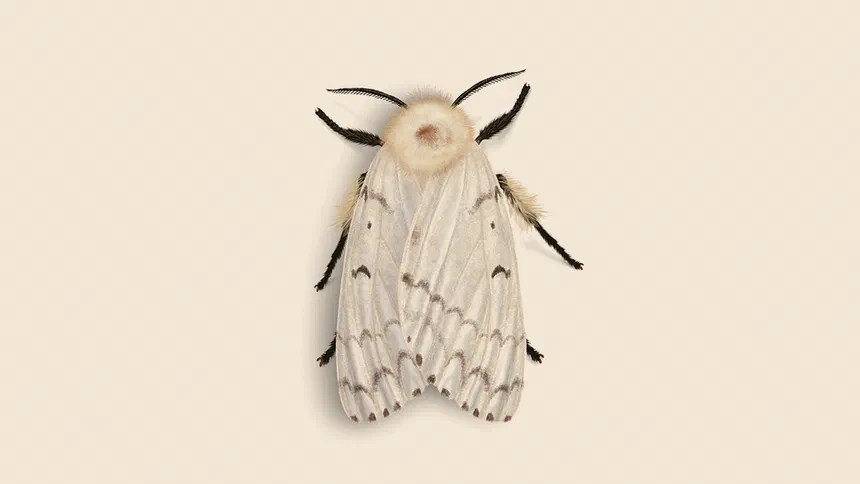 How to Identify and Control Spongy Moths