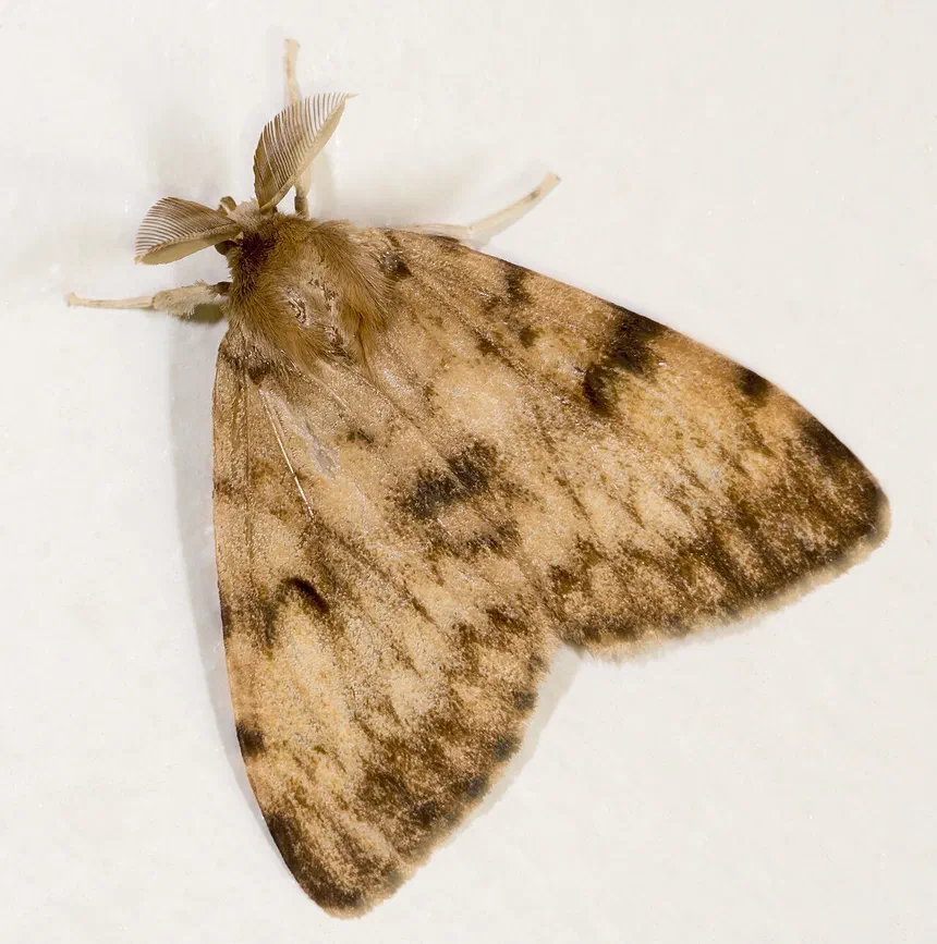 How to Identify and Control Spongy Moths
