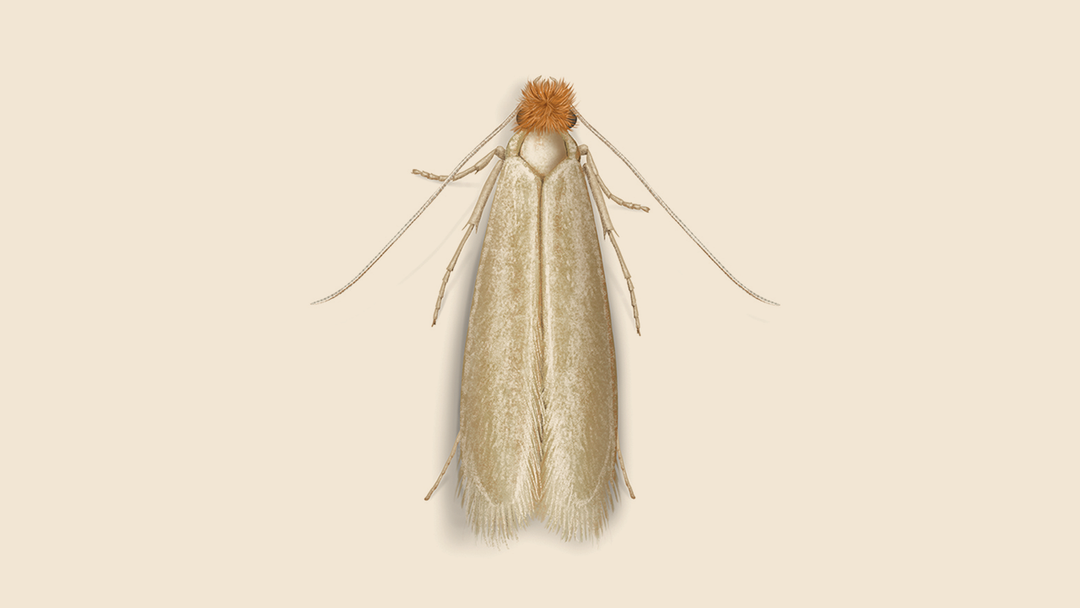 Webbing Clothes Moth Facts & Information