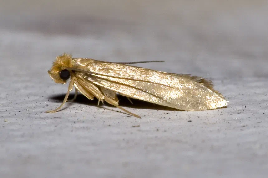 Webbing Clothes Moth Facts & Information